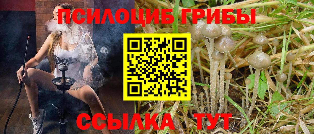 Тула  Псилоцибиновые грибы Psilocybe  наркошоп  Вход с VPN 